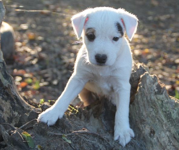 Des Lacs De L'Adour - Chiot disponible  - Parson Russell Terrier