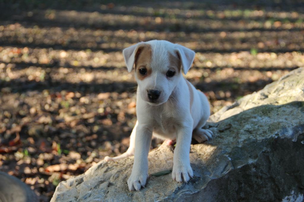 Des Lacs De L'Adour - Chiot disponible  - Parson Russell Terrier
