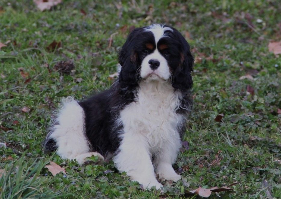 Thor du comte de Batz Castelmore