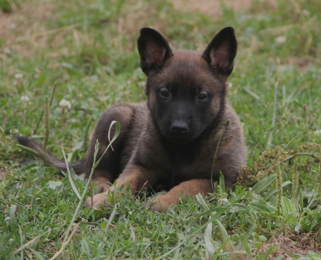 Des Lacs De L'Adour - Chiots disponibles - Berger Belge