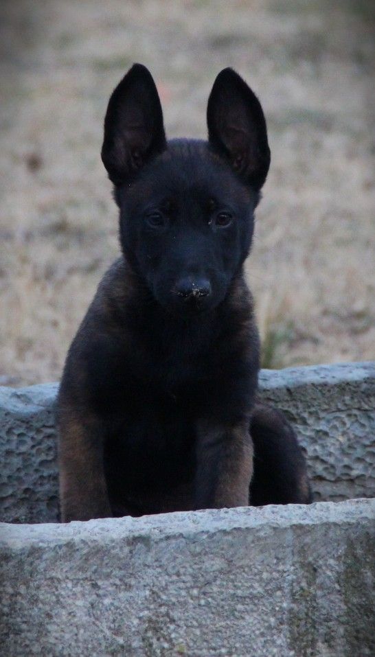 Des Lacs De L'Adour - Chiots disponibles - Berger Belge