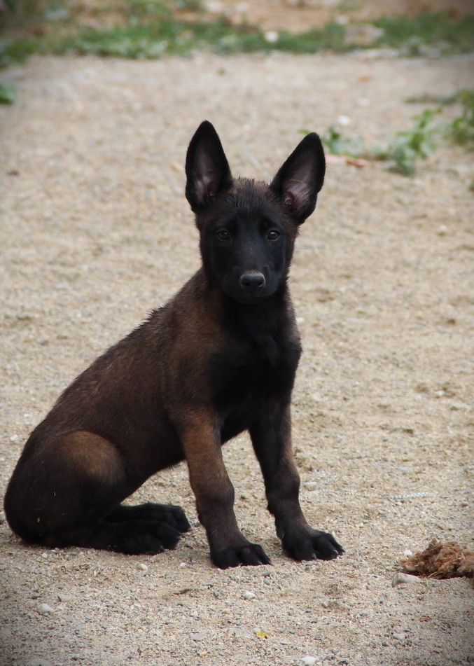 Des Lacs De L'Adour - Chiots disponibles - Berger Belge