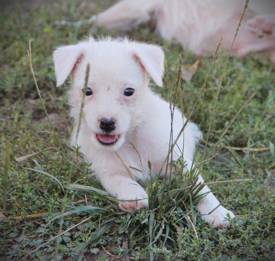 Des Lacs De L'Adour - Chiots disponibles - Parson Russell Terrier