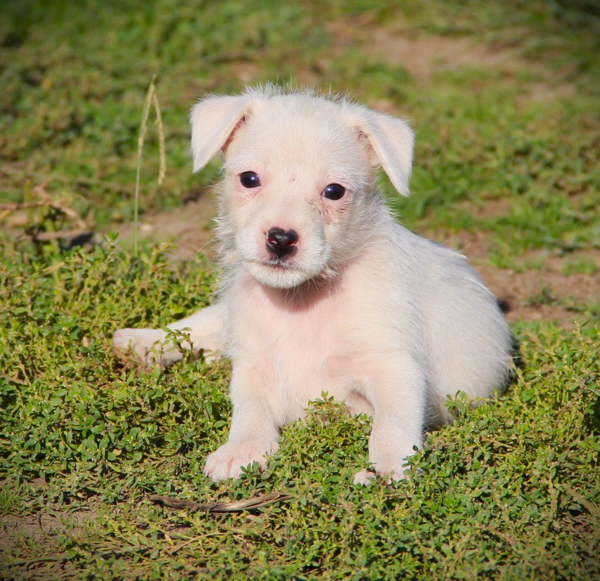Des Lacs De L'Adour - Chiots disponibles - Parson Russell Terrier
