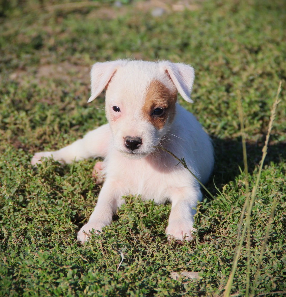 Des Lacs De L'Adour - Chiots disponibles - Parson Russell Terrier