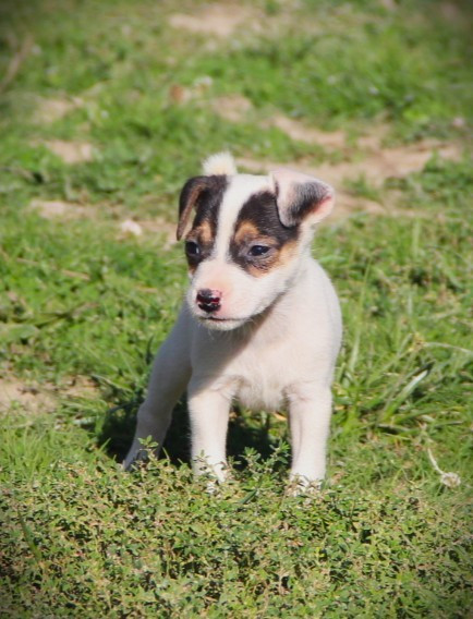 Des Lacs De L'Adour - Chiots disponibles - Parson Russell Terrier