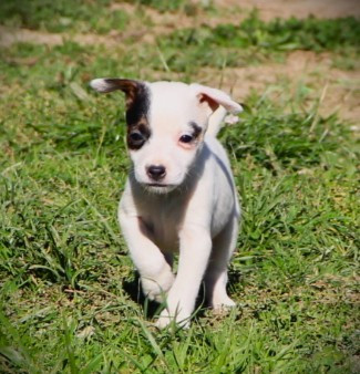 Des Lacs De L'Adour - Chiots disponibles - Parson Russell Terrier