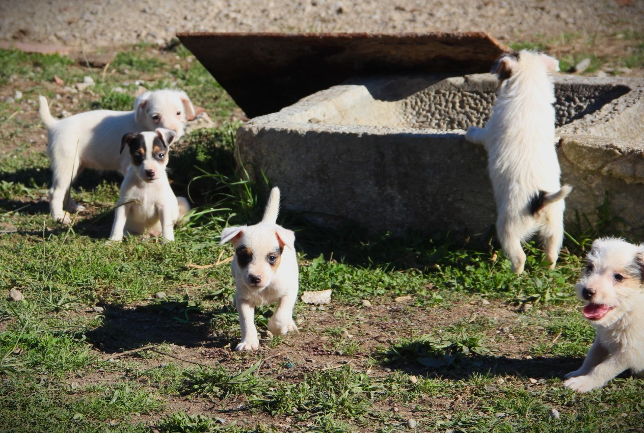 Des Lacs De L'Adour - Parson Russell Terrier - Portée née le 14/08/2025