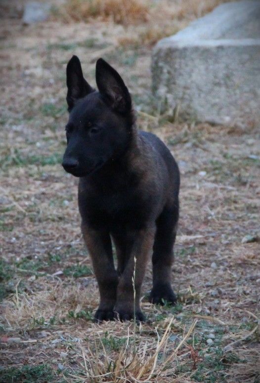 Des Lacs De L'Adour - Chiots disponibles - Berger Belge