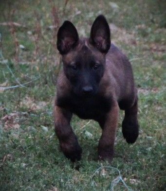 Des Lacs De L'Adour - Chiots disponibles - Berger Belge