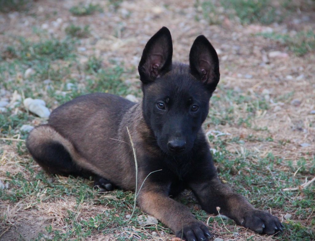 Des Lacs De L'Adour - Chiots disponibles - Berger Belge
