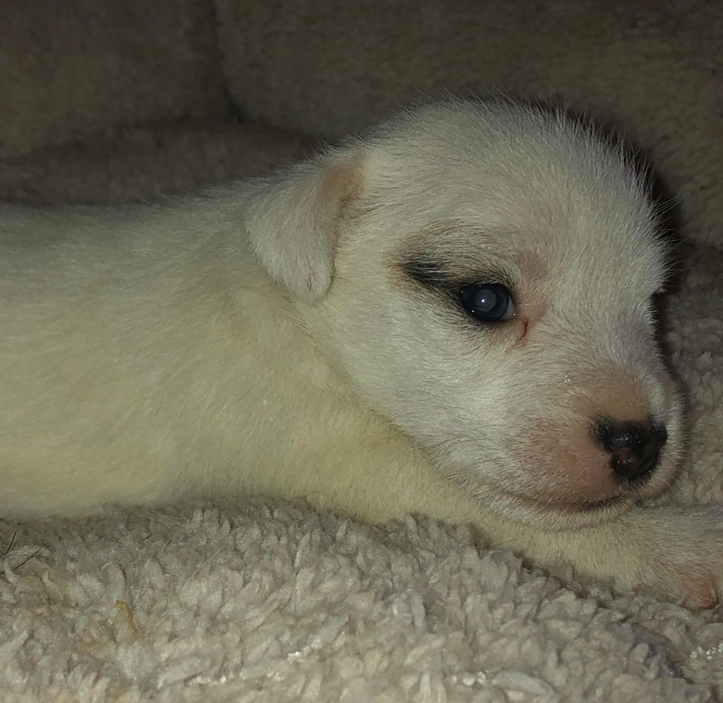 Des Lacs De L'Adour - Parson Russell Terrier - Portée née le 16/08/2021