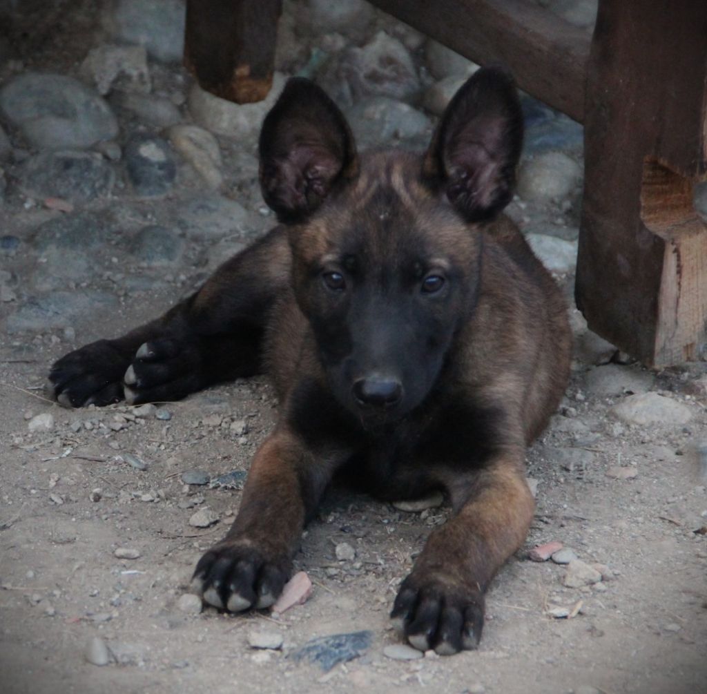 Des Lacs De L'Adour - Chiots disponibles - Berger Belge
