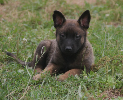 CHIOT 3