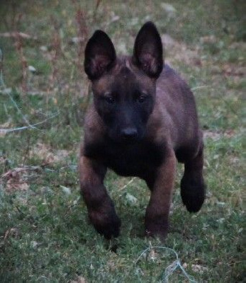 CHIOT 3