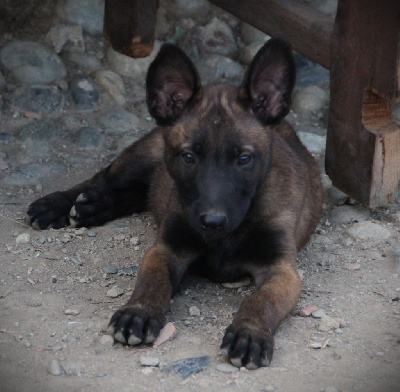 CHIOT 1