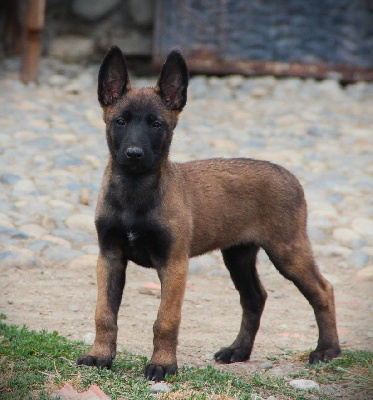 CHIOT 11