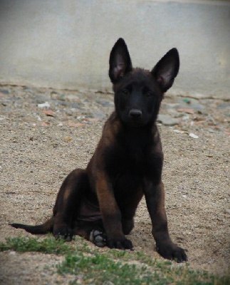 CHIOT 7