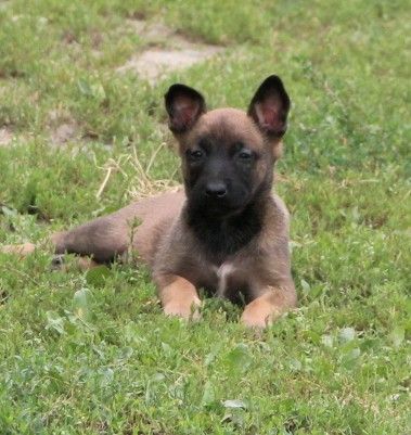 Des Lacs De L'Adour - Chiots disponibles - Berger Belge