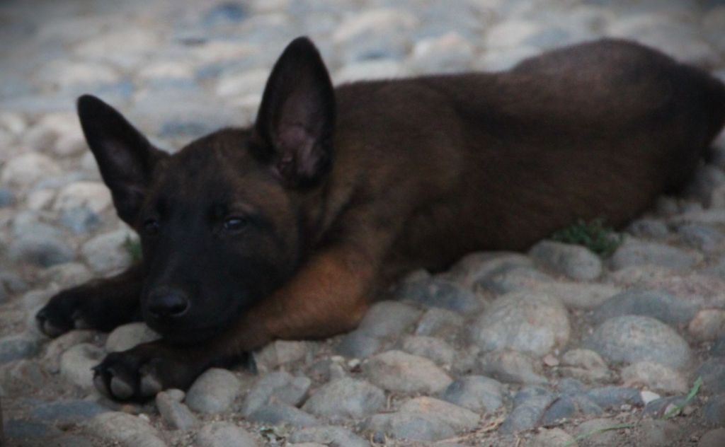 Des Lacs De L'Adour - Chiots disponibles - Berger Belge