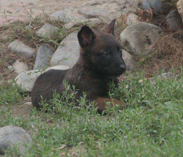 Des Lacs De L'Adour - Chiots disponibles - Berger Belge