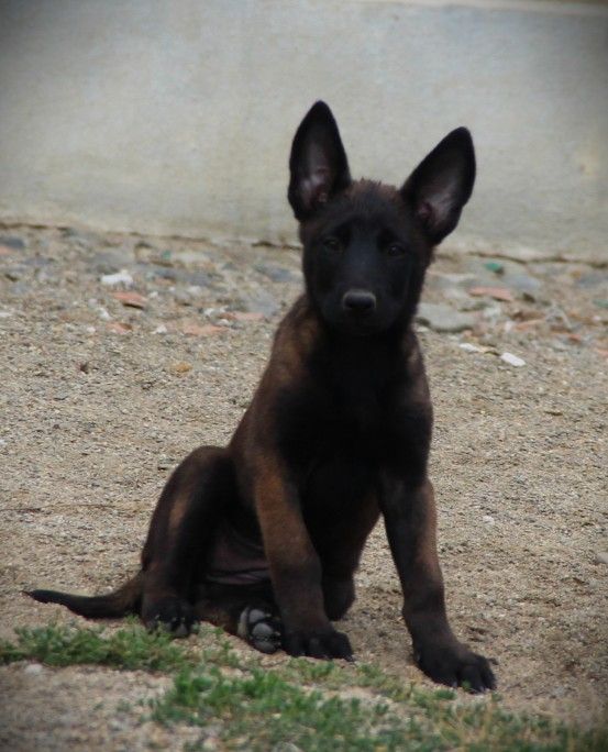 Des Lacs De L'Adour - Chiots disponibles - Berger Belge